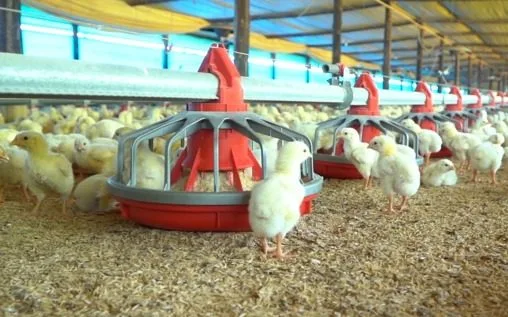 Buenas señales para el sector avícola