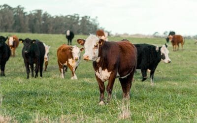 Suba de valores en el mercado de haciendas.