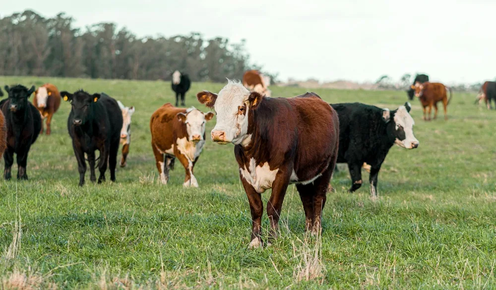 Suba de valores en el mercado de haciendas.