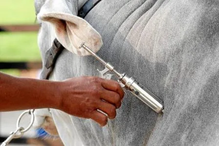 Presidente paraguayo interviene en la discusión por la aftosa y prioriza previsibilidad sanitaria