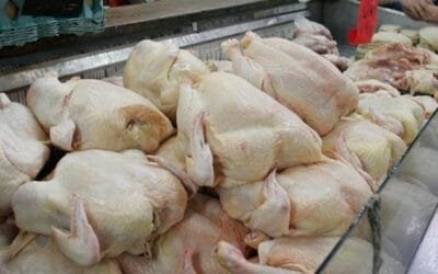 Rabobank reduce su perspectiva para el sector avícola