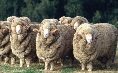 Escasos negocios en el mercado local de lanas informados por el SUL.