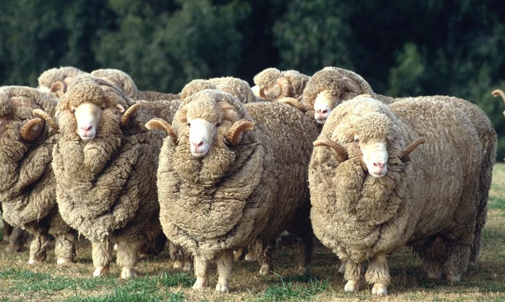 Escasos negocios en el mercado local de lanas informados por el SUL.