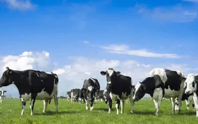 La producción de leche fue récord en Argentina