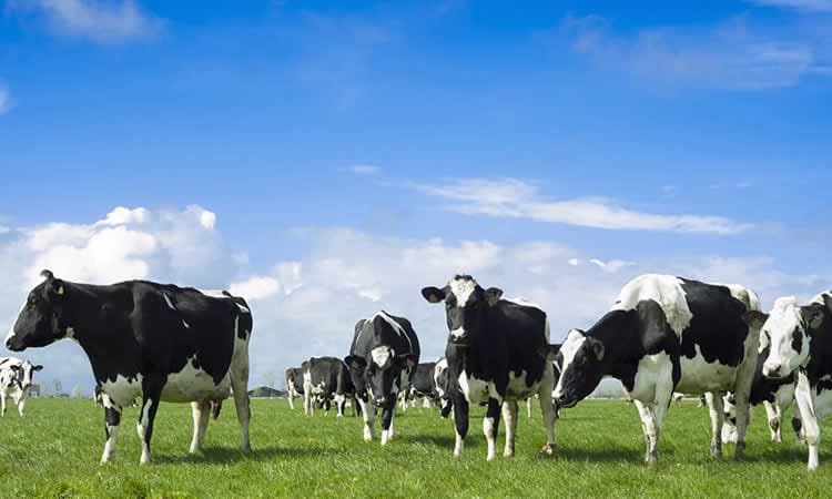 La producción de leche fue récord en Argentina