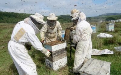 UPM convoca a apicultores interesados en instalar colmenas