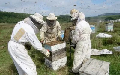UPM convoca a apicultores interesados en instalar colmenas