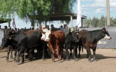 Caliente como la tarde, la pista de Cuchilla de Silvera.