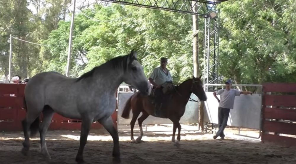 Conformidad general en la especial de yeguarizos de Cañada Bellaca.