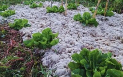 Australia cubre sus cultivos con lana de oveja y soluciona un gran problema de la agricultura