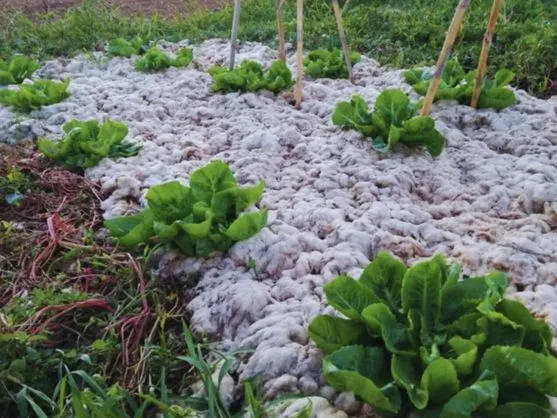 Australia cubre sus cultivos con lana de oveja y soluciona un gran problema de la agricultura