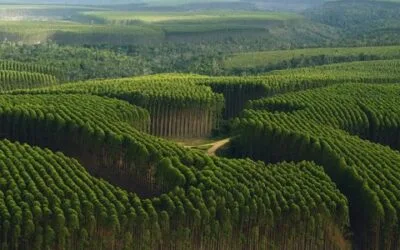 “En Uruguay el sector forestal superó al turismo y a la ganadería, Paraguay va a seguir ese mismo camino”