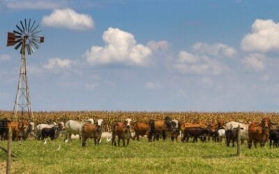 La base esta para el crecimiento en Argentina