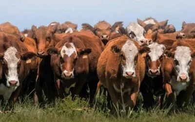 Agenda de remates de Valdez para enero y febrero.