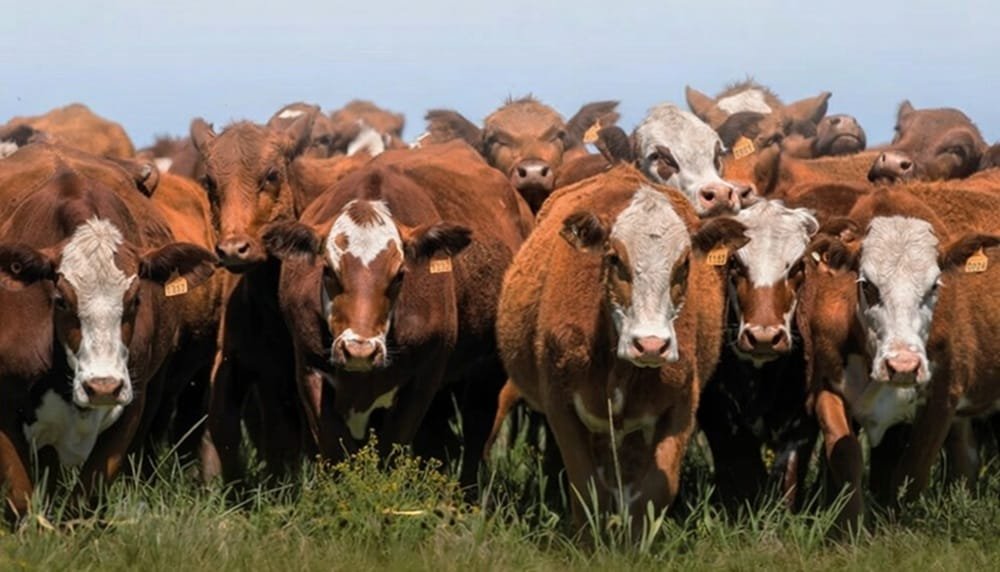 Agenda de remates de Valdez para enero y febrero.