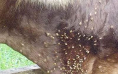 La garrapata y el combate cara a cara