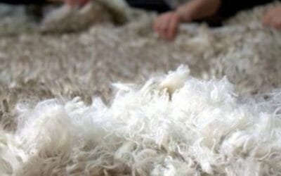 En Argentina, nueva categoría facilita exportación de lana sucia desde establecimientos rurales.