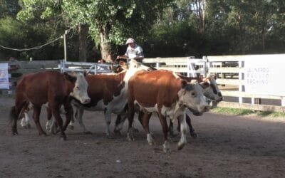 Firme y bien paga la feria en el Campanero.