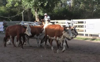 Firme y bien paga la feria en el Campanero.