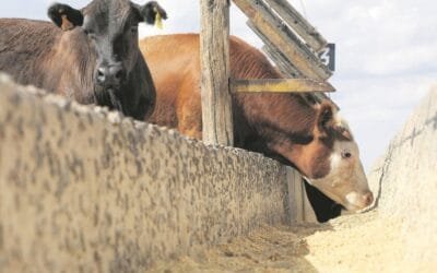 Un novillo Mercosur que tuvo al Uruguay con gran dinamismo.