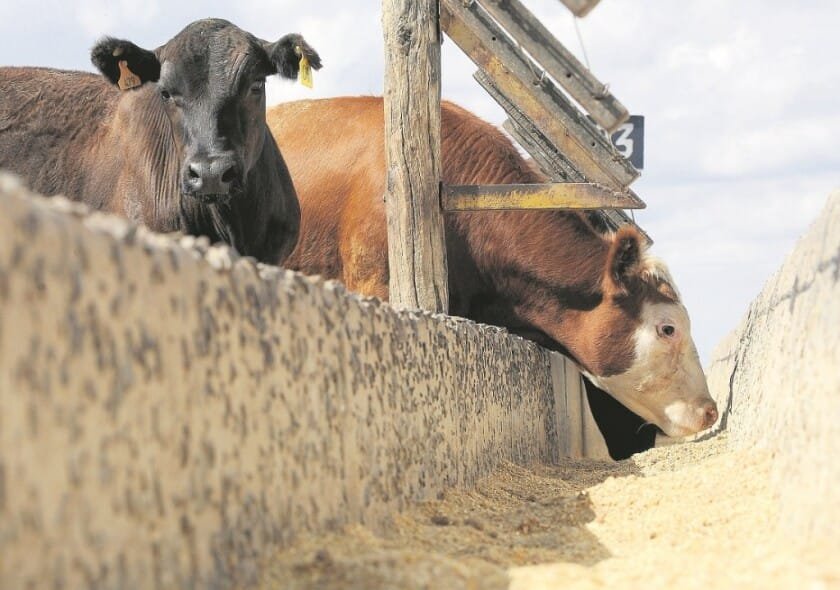 Un novillo Mercosur que tuvo al Uruguay con gran dinamismo.