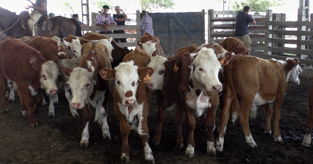 Estabilizados los valores en Ortíz.