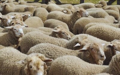 El precio de la lana alcanzó el mayor nivel desde junio de 2021.