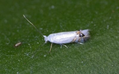 En Argentina detectan plaga forestal/frutal: la polilla del álamo.