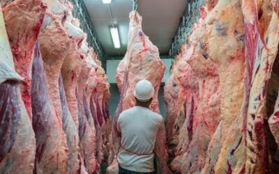 En Europa detectan importación de carne de vacuno desde Brasil con estradiol.