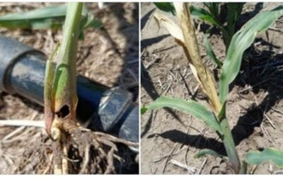INIA lanzó alerta fitosanitaria por daño basal particular de cogollero de maíz.