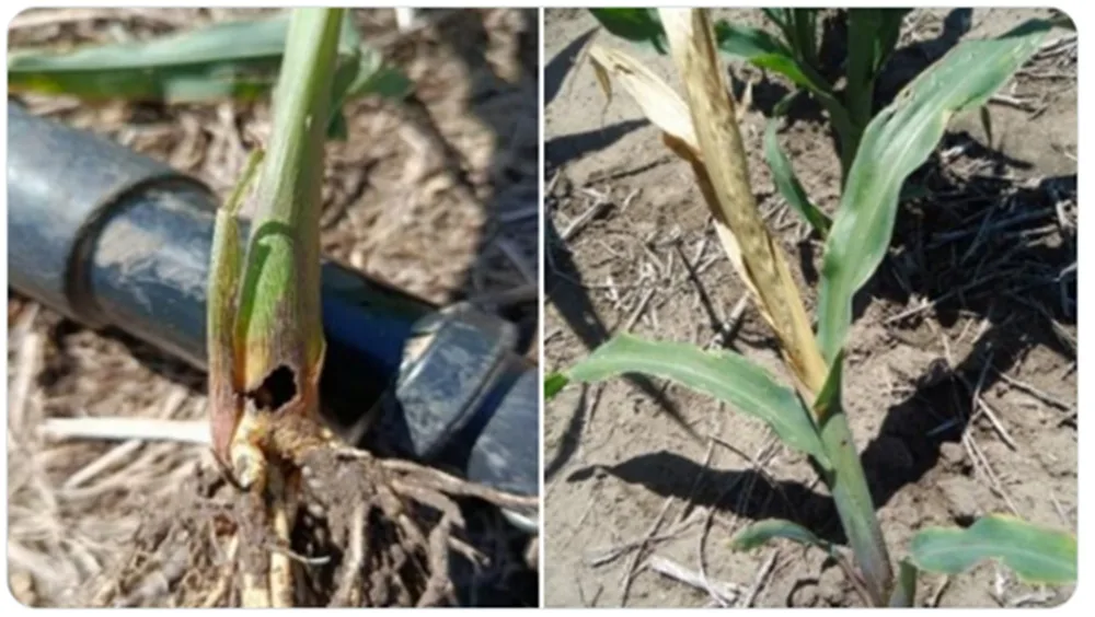 INIA lanzó alerta fitosanitaria por daño basal particular de cogollero de maíz.