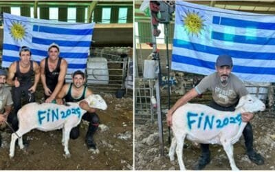 En España dicen que Uruguay es “la capital de esquiladores de ovejas en el mundo”.