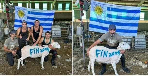 El oficio que nos hace únicos en el mundo: por qué España no puede prescindir de los esquiladores uruguayos