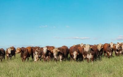 Brasil. El Programa de Carne Hereford crece un 5,04% en 2025 y amplía las exportaciones.
