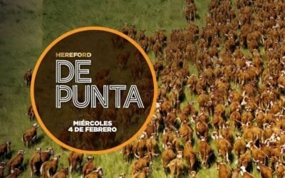 Hoy remate de Hereford de Punta, con Plaza Rural.