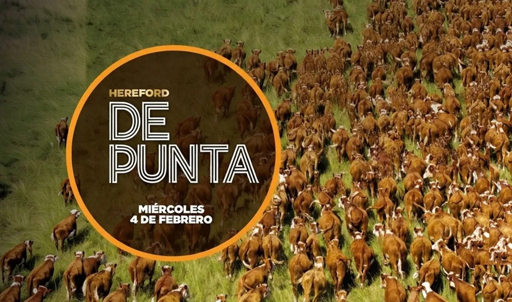 Hoy remate de Hereford de Punta, con Plaza Rural.