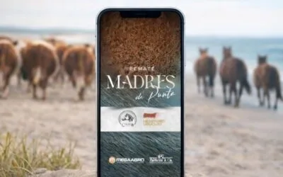 Madres de Punta, en remate de Hereford en Agro en Punta.