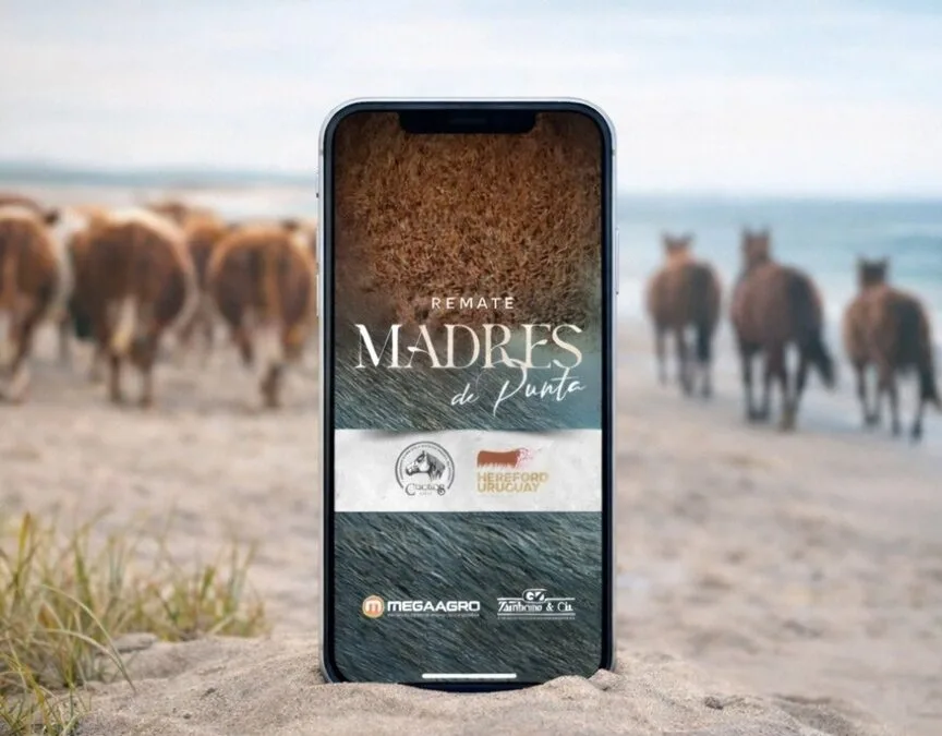 Madres de Punta, en remate de Hereford en Agro en Punta.
