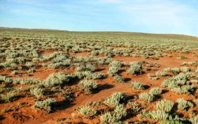En Australia estudian planta del desierto por su potencial para una alternativa sostenible.