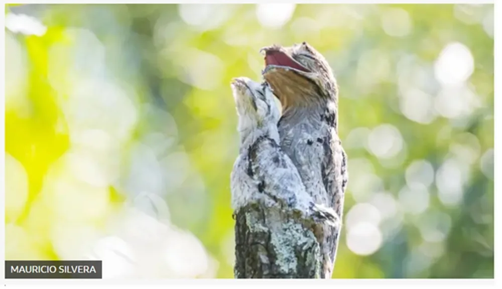 Joven uruguayo capta extraña ave en el norte del país.