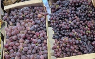 Crece la oferta de frutas de estación.