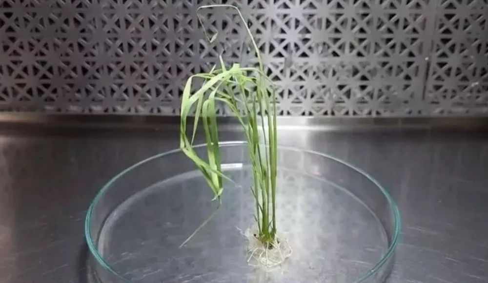 INTA trabaja en la edición génica que mejorará variedades de arroz.