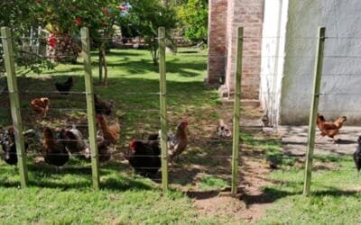 Fratti: en el combate a la gripe aviar es importante “el esfuerzo de todos”.