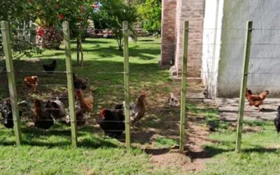 Fratti: en el combate a la gripe aviar es importante “el esfuerzo de todos”.