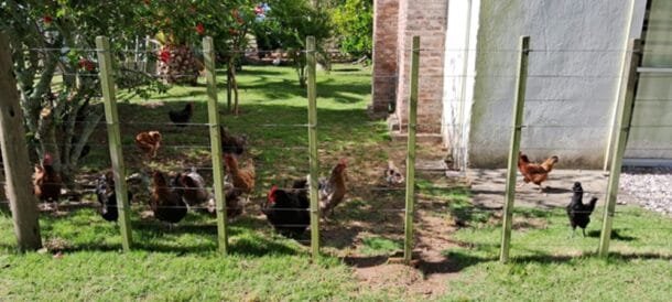 “No toquen aves muertas”: la advertencia del MGAP mientras el virus avanza en el este del país