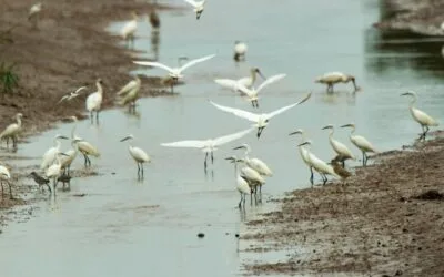 Detectan influenza aviar en aves silvestres en General Madariaga, Buenos Aires.