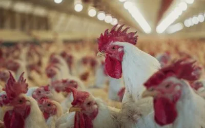 Argentina confirmó gripe aviar en aves comerciales en Buenos Aires.