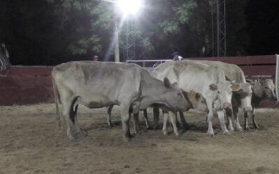 Pista ágil, buenos valores y colocaciones totales en Cañada Bellaca.