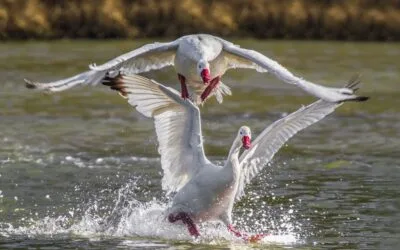 Uruguay confirma gripe aviar y se llama a extremar medidas de bioseguridad.