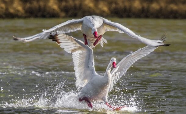 Confirmación que preocupa al sector avícola: gripe aviar obliga a extremar bioseguridad